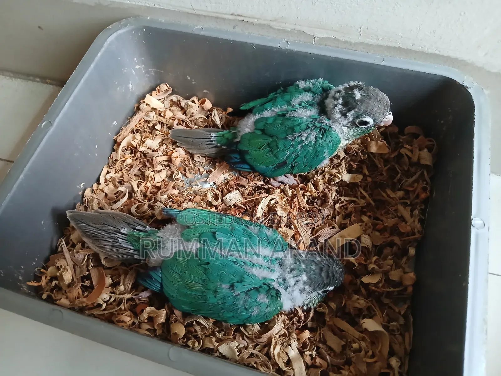 Tame Size Baby | Turquoise Blue Conure