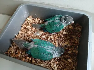 Tame Size Baby | Turquoise Blue Conure