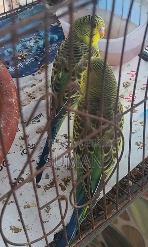 বাডজিগার বেবি