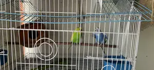 বাজিগর পাখির সাথে খাঁচা