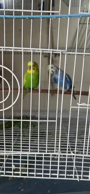 বাজিগর পাখির সাথে খাঁচা