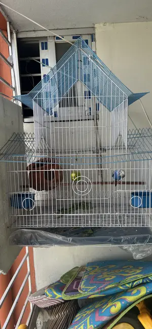 বাজিগর পাখির সাথে খাঁচা