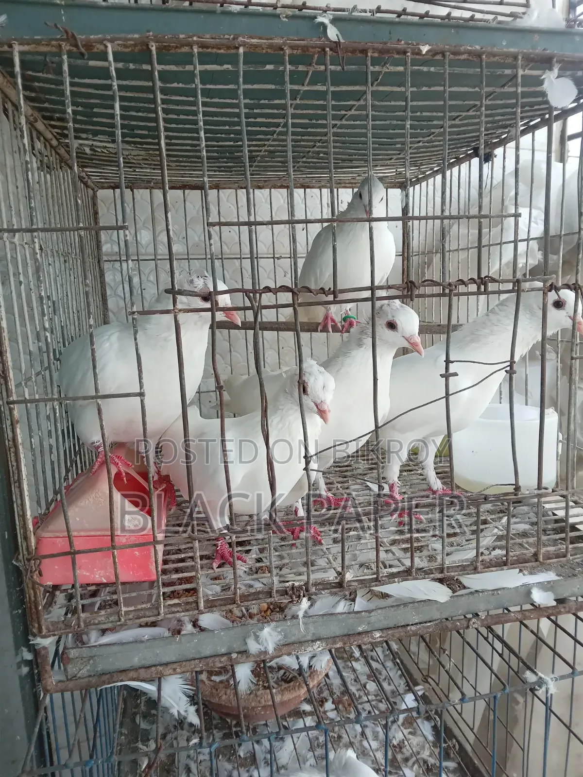 A pair of Lokha and Kagzi pigeons with a cage