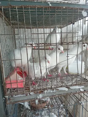 A pair of Lokha and Kagzi pigeons with a cage