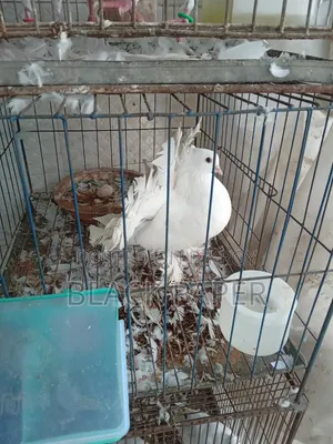 A pair of Lokha and Kagzi pigeons with a cage