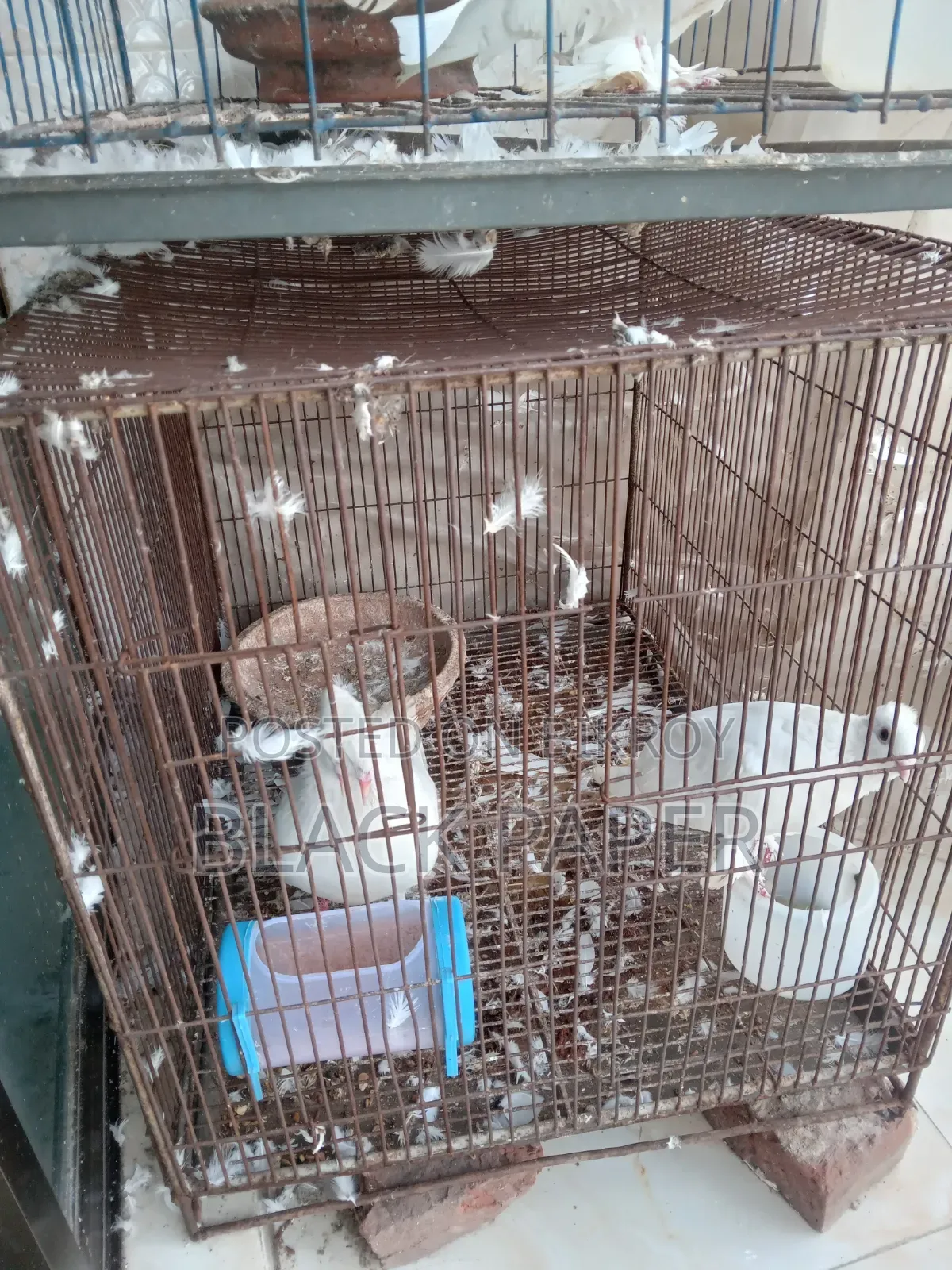 A pair of Lokha and Kagzi pigeons with a cage
