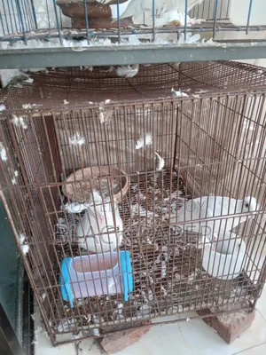 A pair of Lokha and Kagzi pigeons with a cage