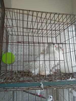 A pair of Lokha and Kagzi pigeons with a cage