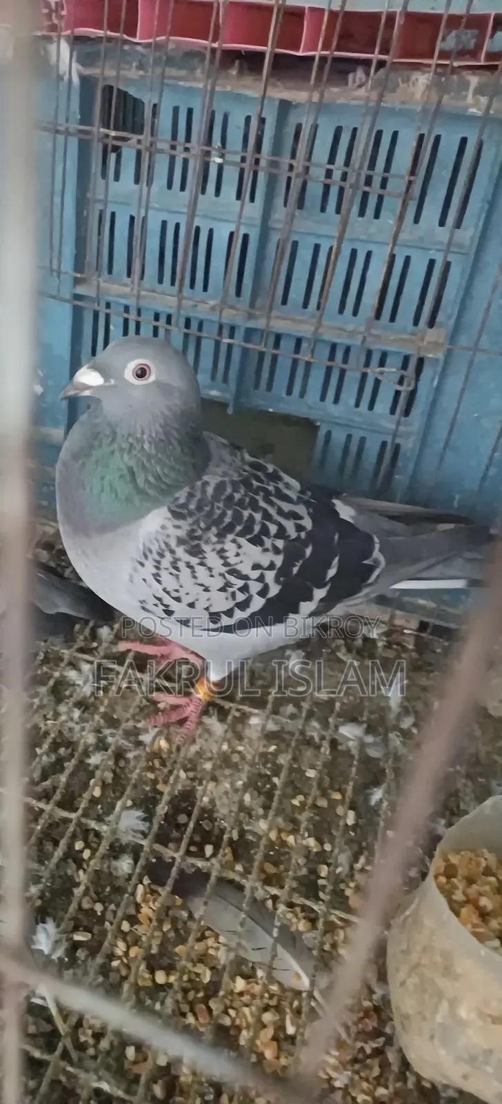 Racer Pigeon