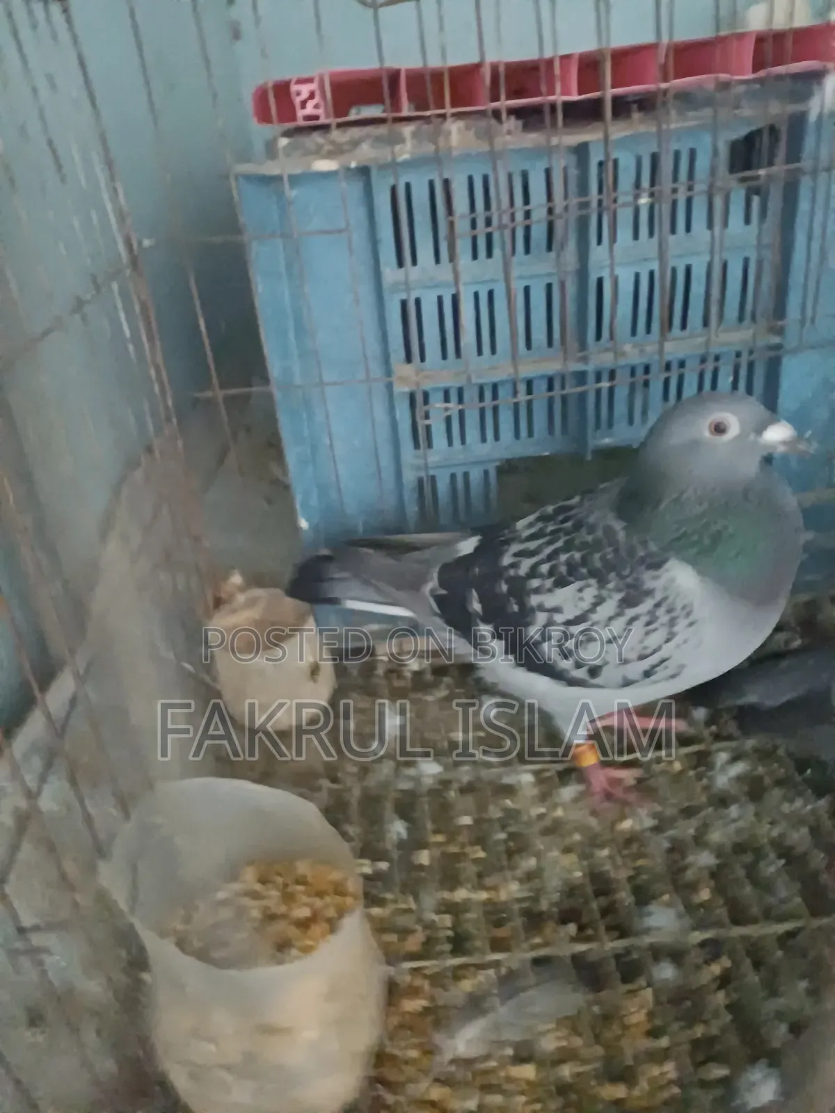 Racer Pigeon