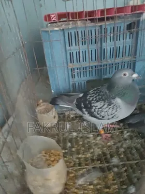 Racer Pigeon
