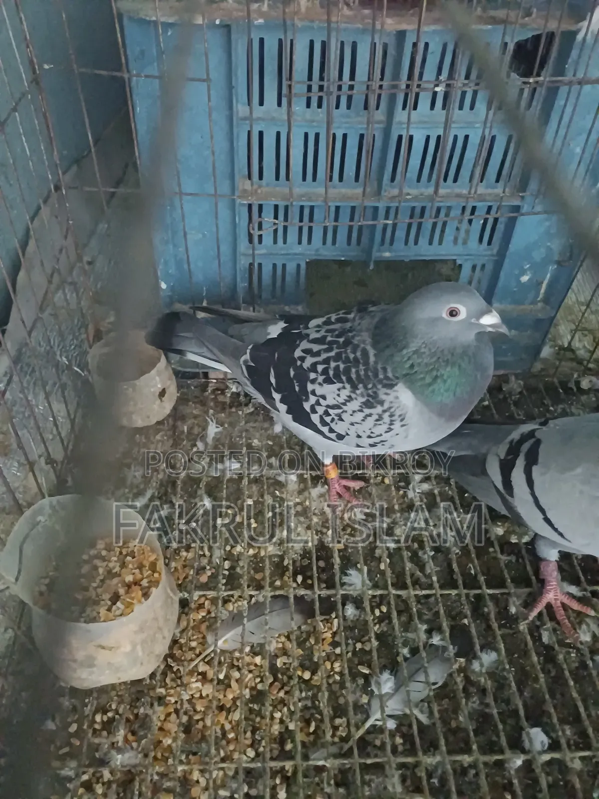 Racer Pigeon