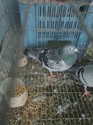 Racer Pigeon