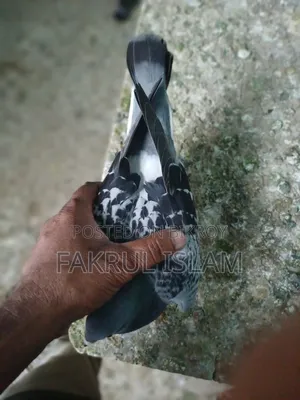 Racer Pigeon
