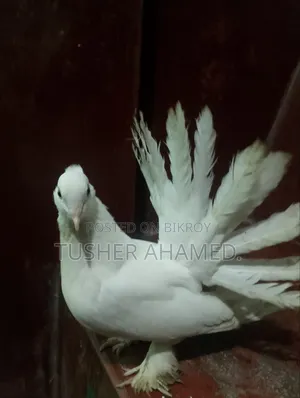 কবুতর বিক্রি