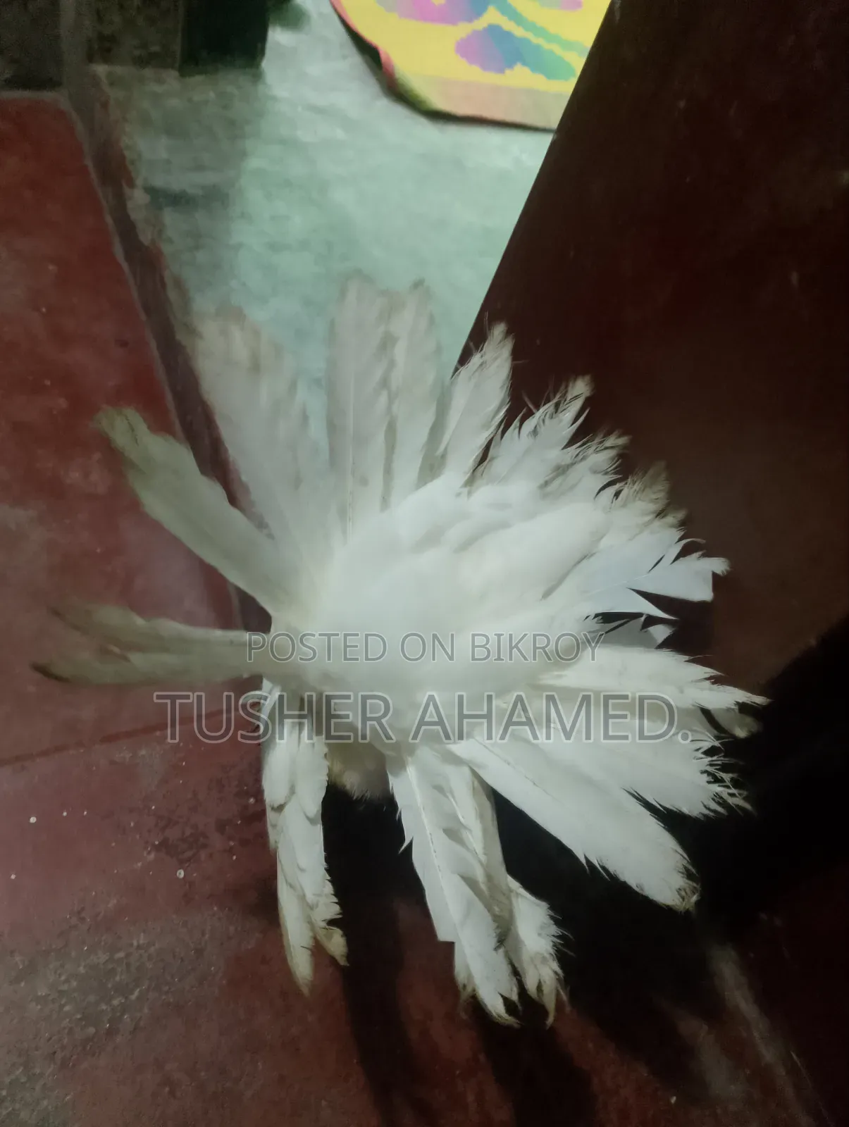 কবুতর বিক্রি