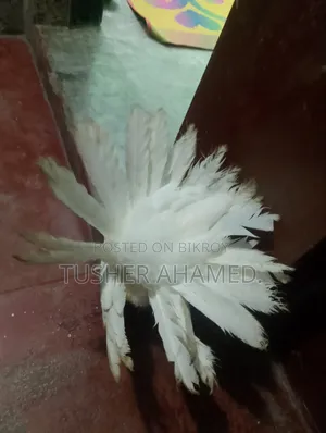 কবুতর বিক্রি