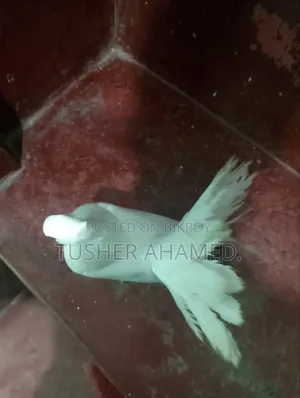 কবুতর বিক্রি
