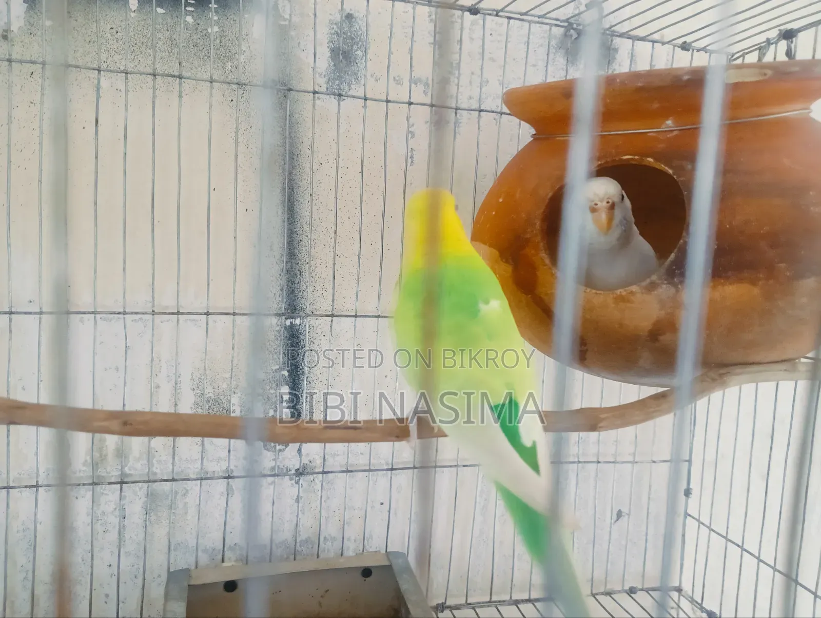 Running Pair with Eggs for Sale