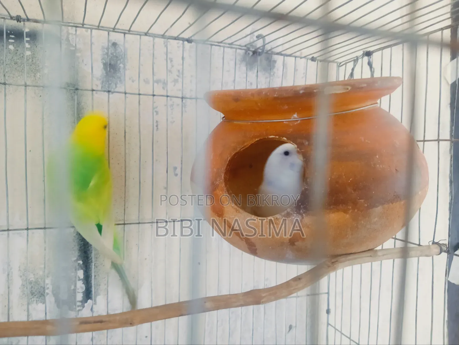 Running Pair with Eggs for Sale