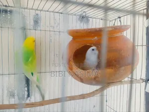 Running Pair with Eggs for Sale