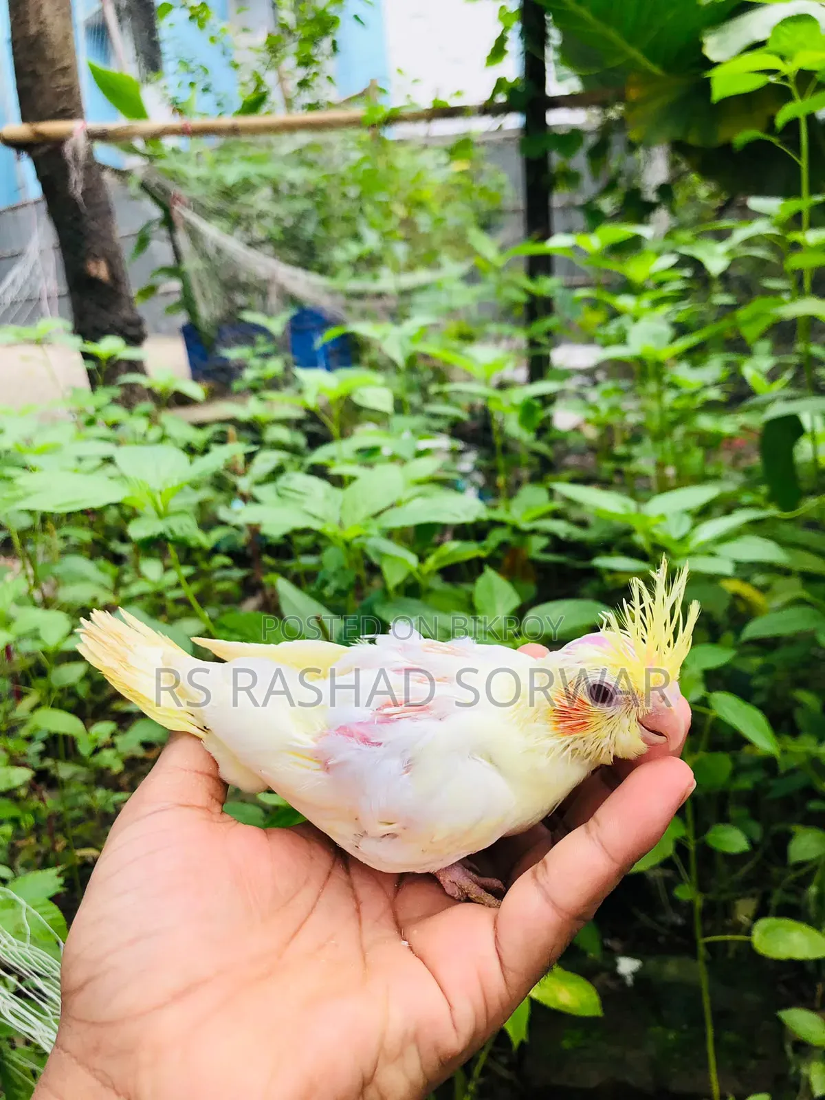 Cocktiel Baby