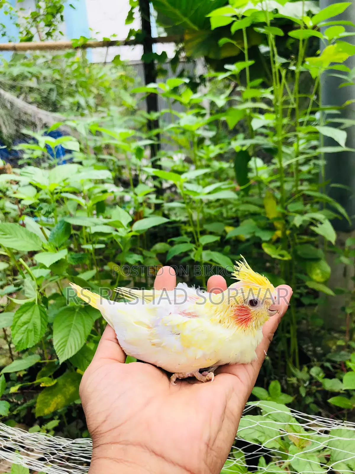 Cocktiel Baby