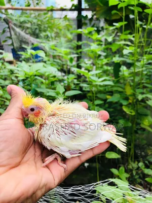 Cocktiel Baby