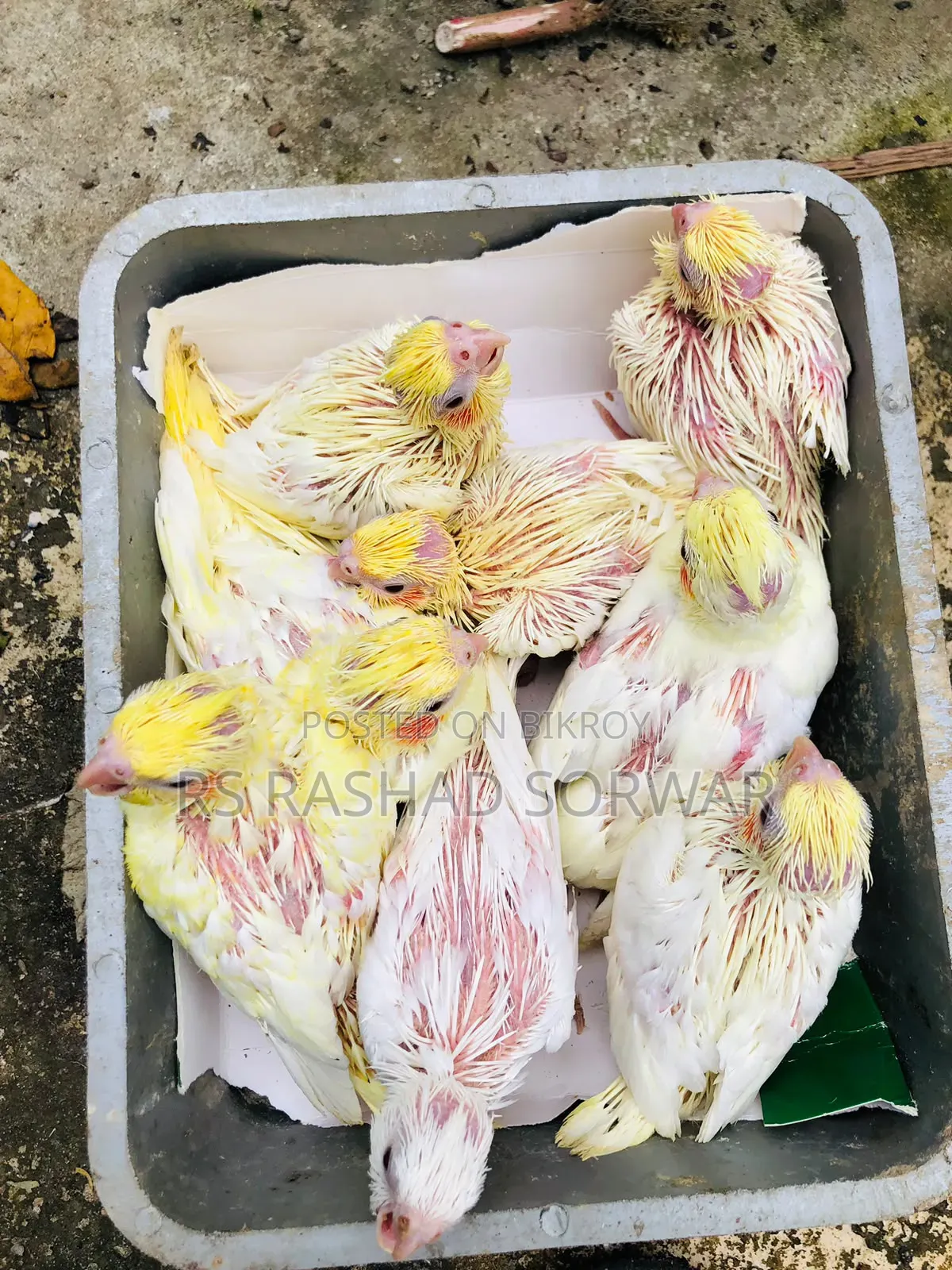 Cocktiel Baby