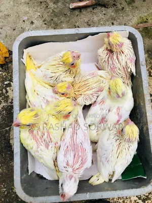 Cocktiel Baby