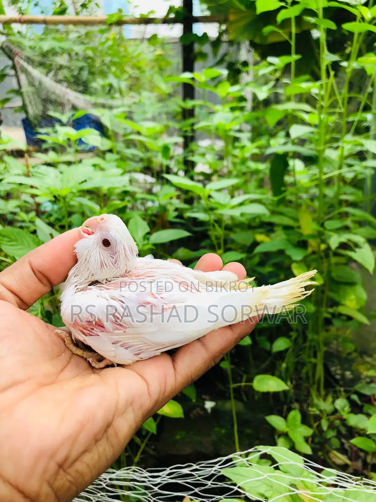 Cocktiel Baby