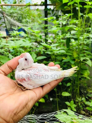 Cocktiel Baby