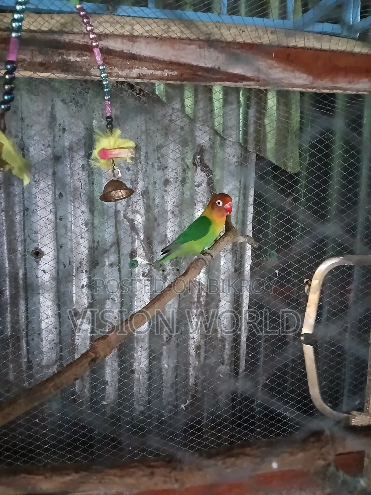 Male lovebird for sale