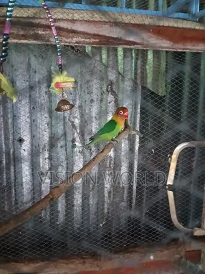 Male lovebird for sale