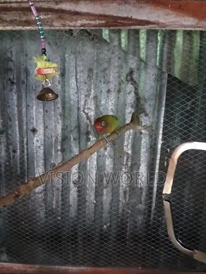 Male lovebird for sale