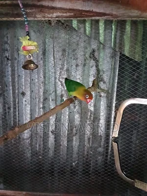 Male lovebird for sale