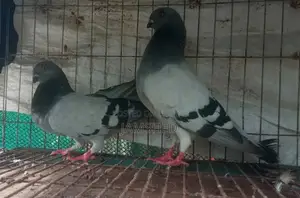 দামাসিন পায়রা