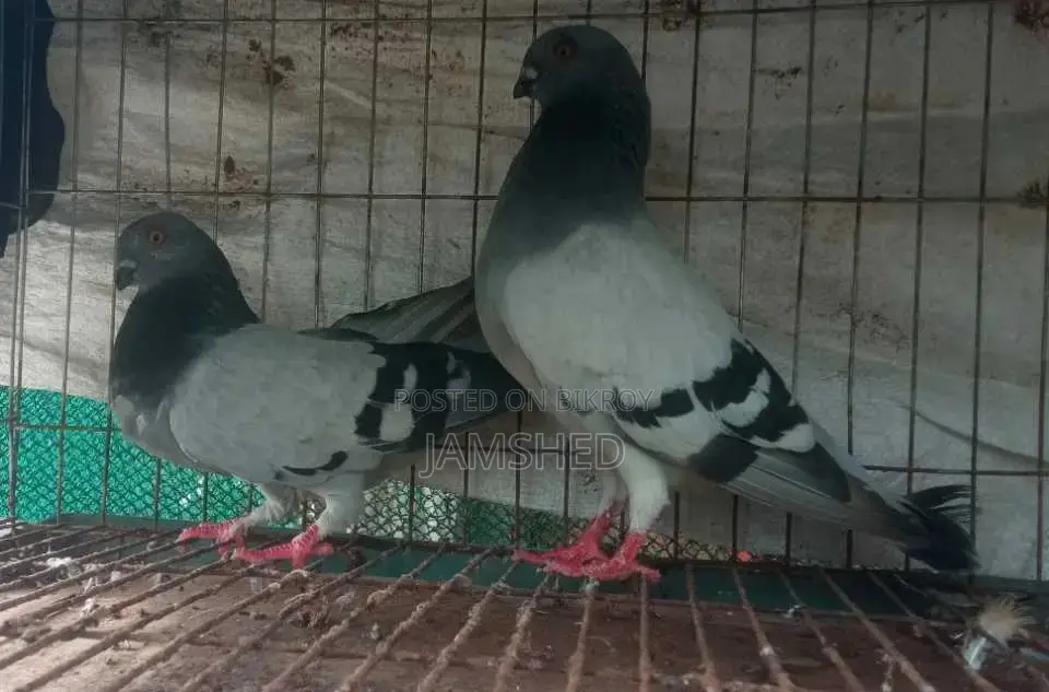 Damascene Pigeon