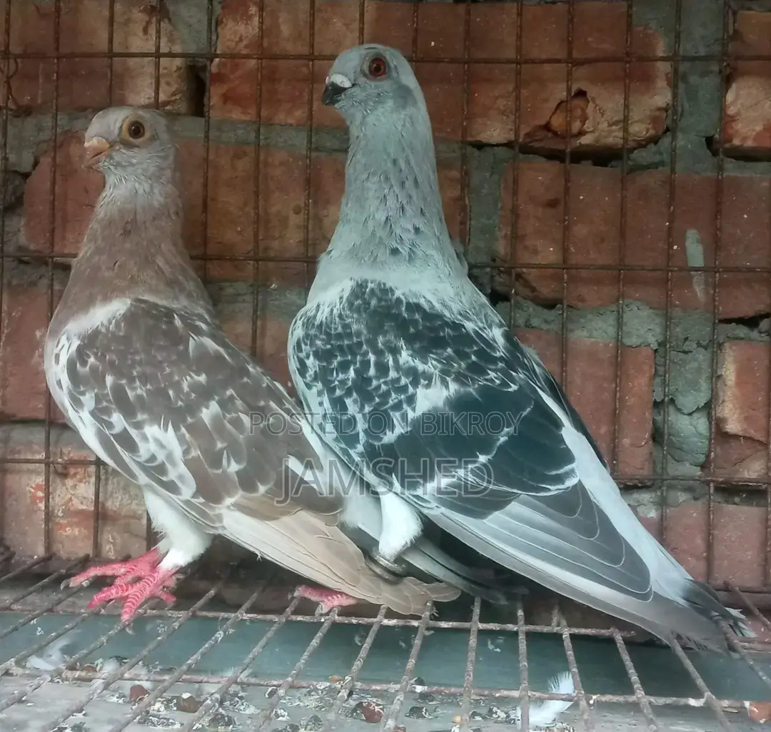 Damascene Pigeon