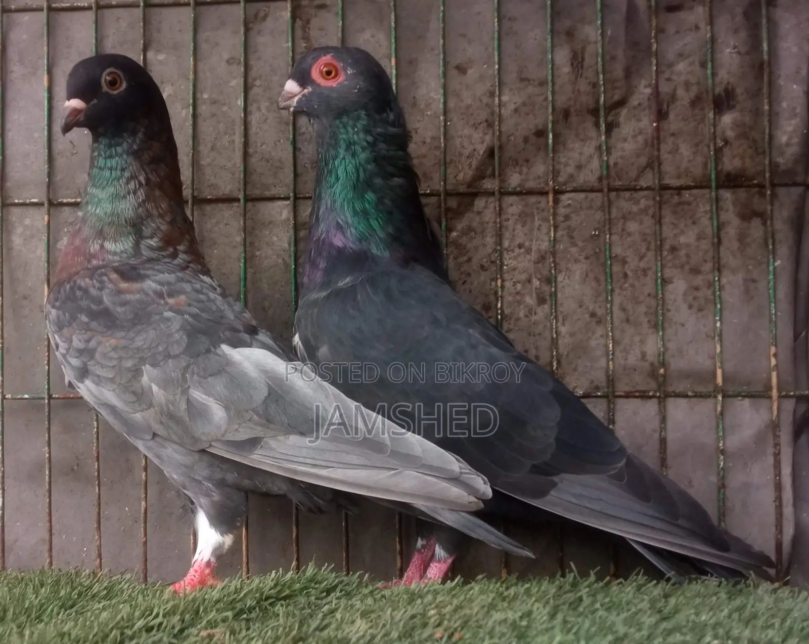Damascene Pigeon