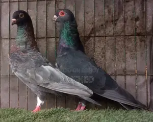 Damascene Pigeon
