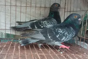 Damascene Pigeon