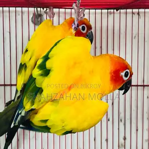 New Adult Sunconure Pair Sell Hobe