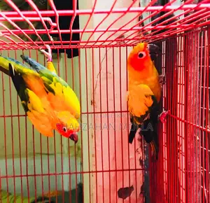 New Adult Sunconure Pair Sell Hobe