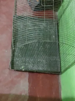 Bird Cage