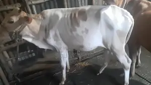 Friesian Cross Cow