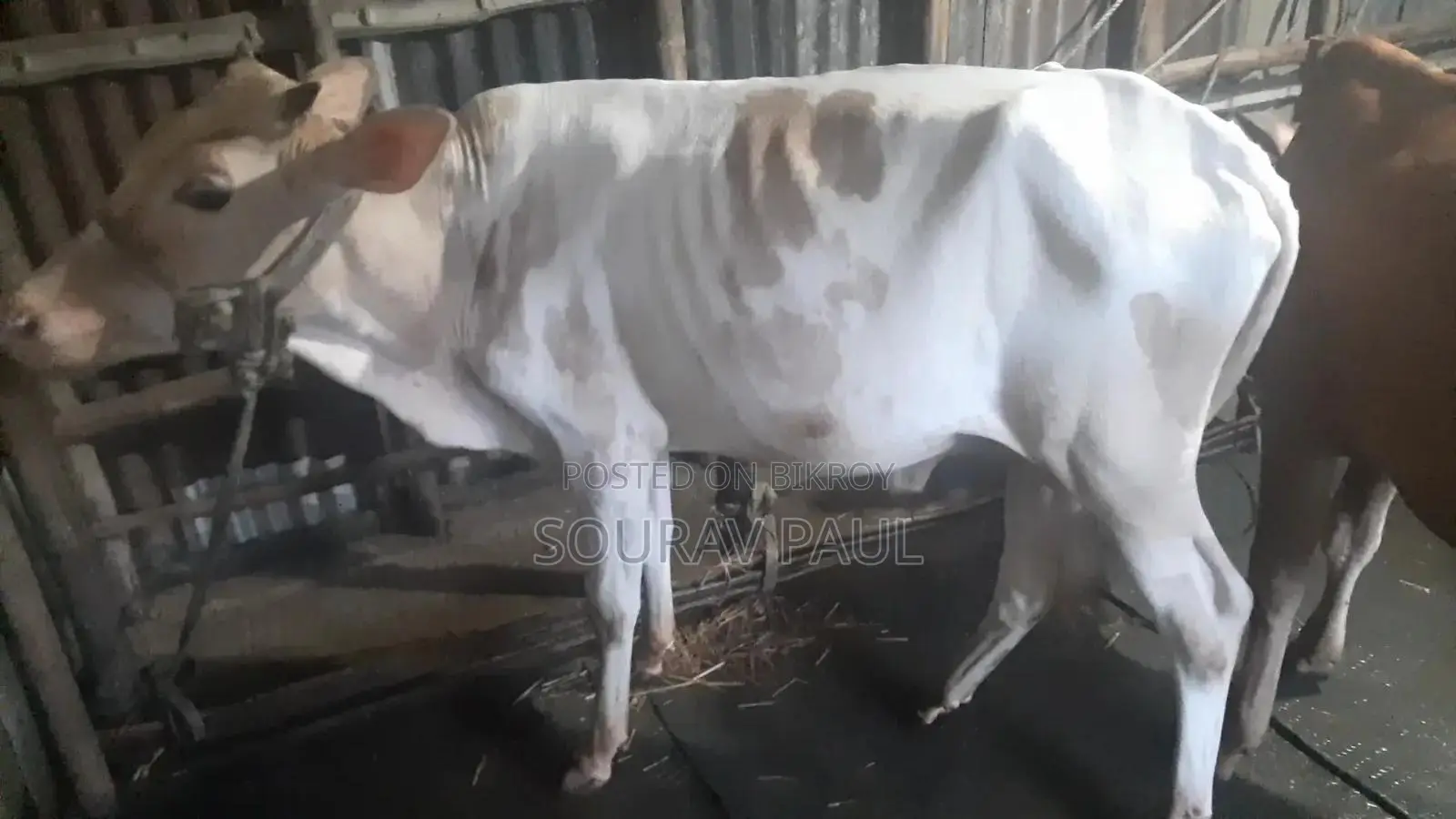 Friesian Cross Cow