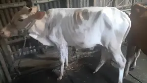 Friesian Cross Cow