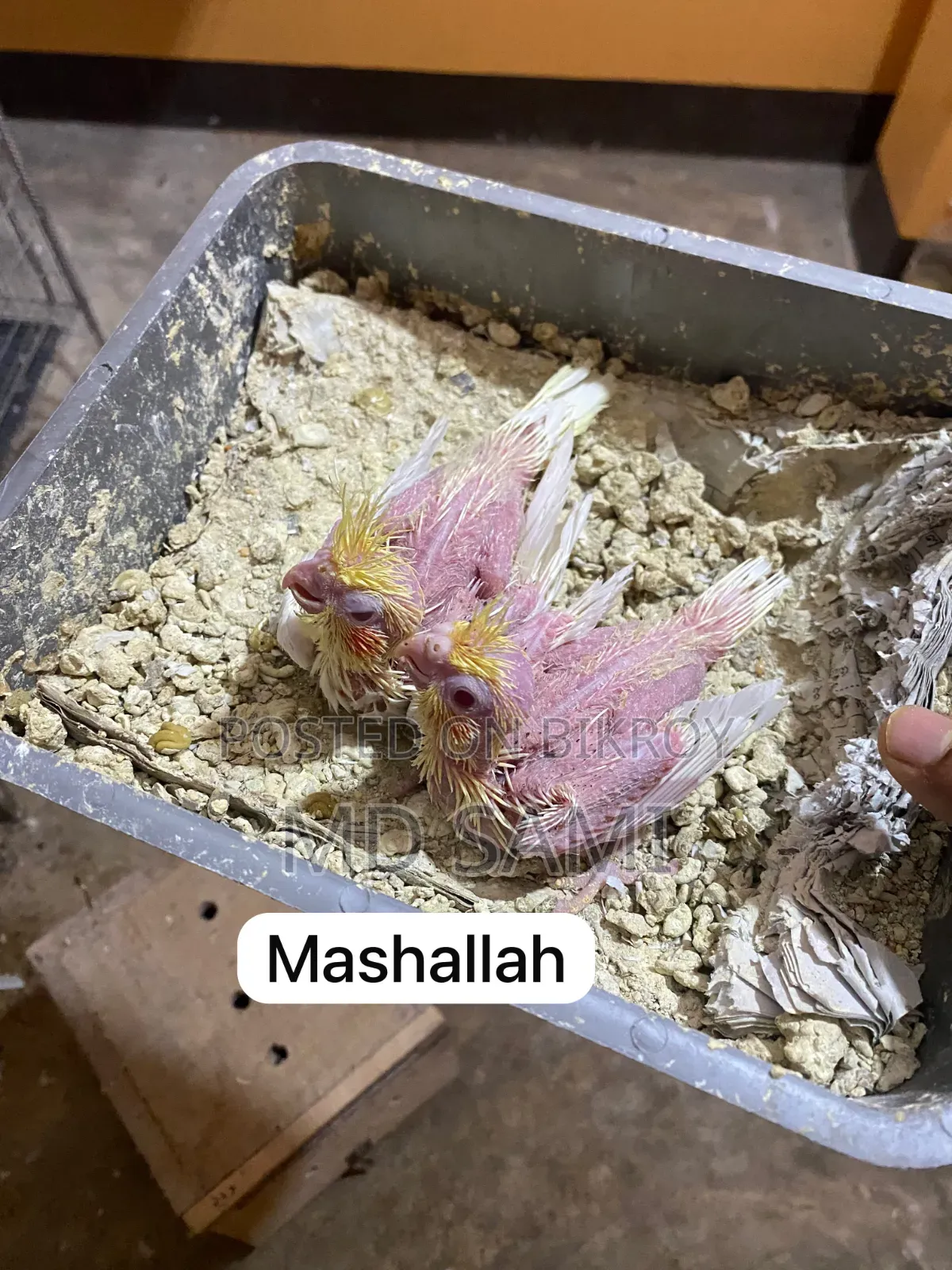 লুটিনো কোকাটেল টেম সাইজ বেবি