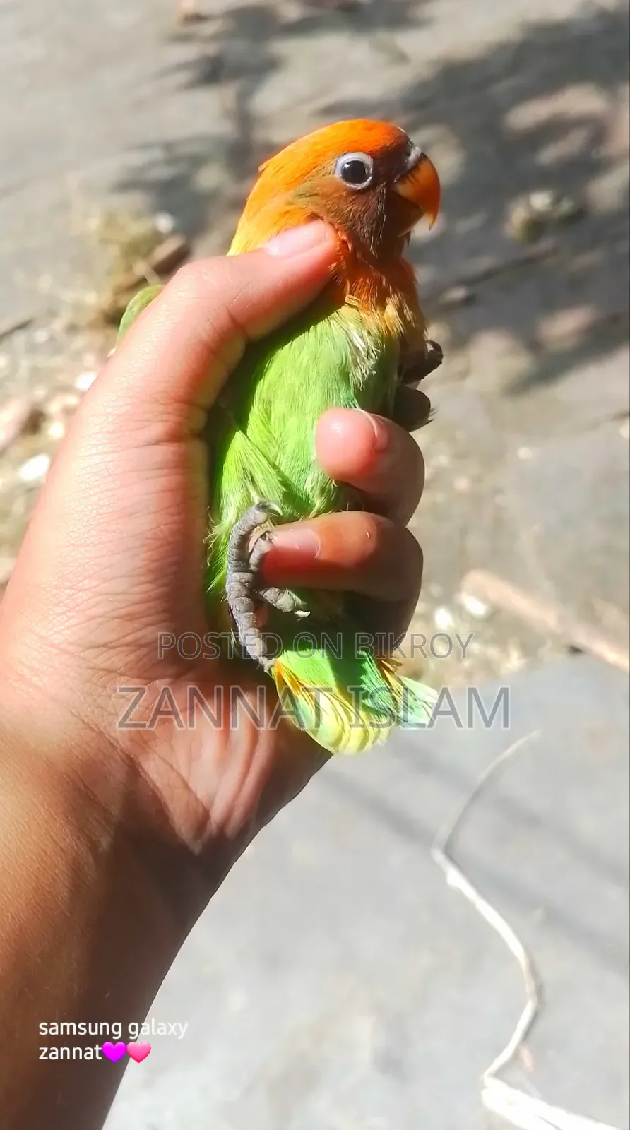 গ্রিন ফিশার লাভ বার্ড
